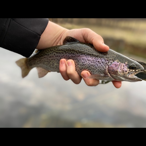 vaflyfishing